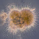 Globigerina bulloides d'Orbigny 1826的圖片