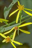 Image of wood ragwort