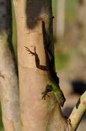 Image of Bark anole