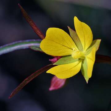 Image of Angle-Stem Primrose-Willow