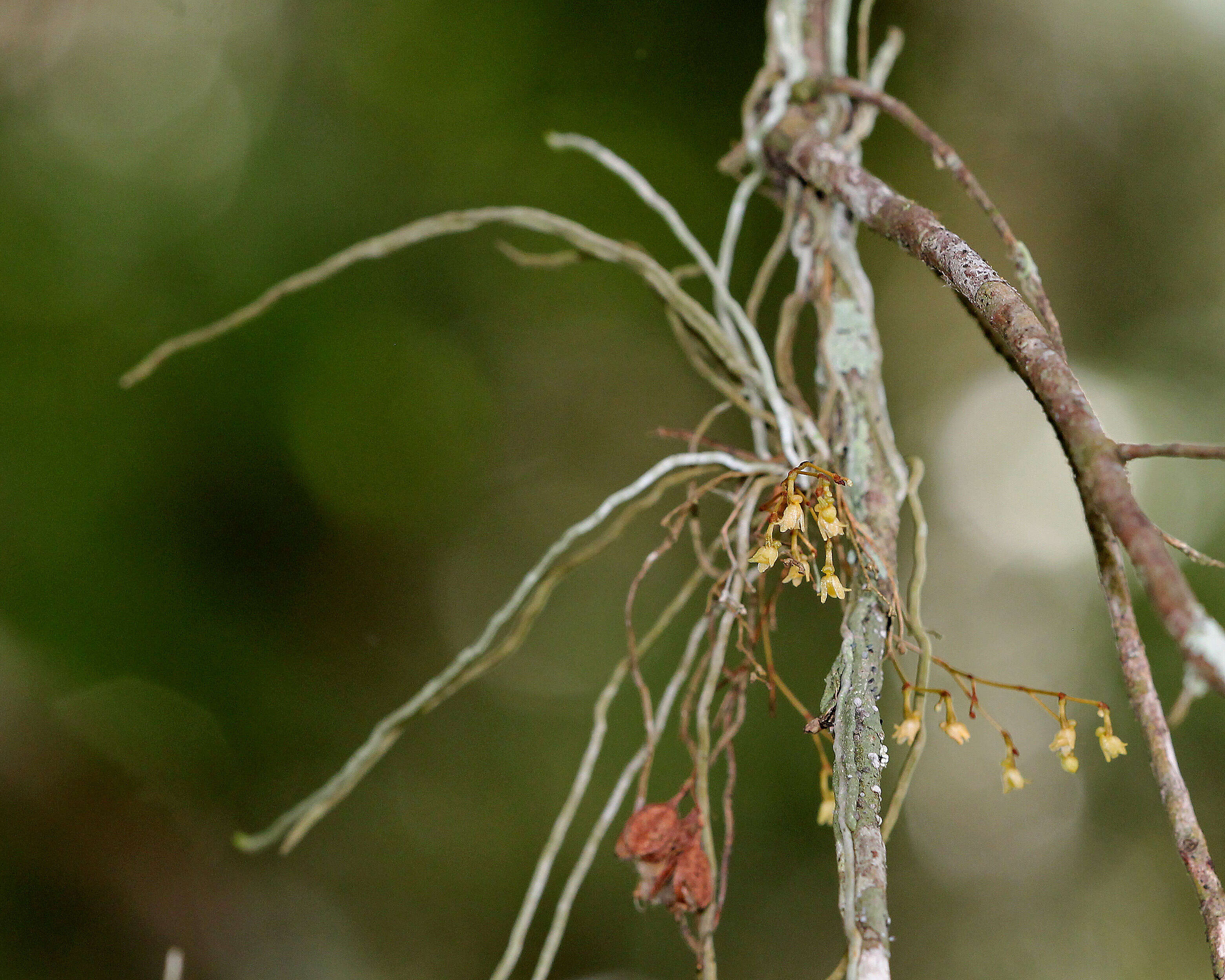 Image of ghost orchid