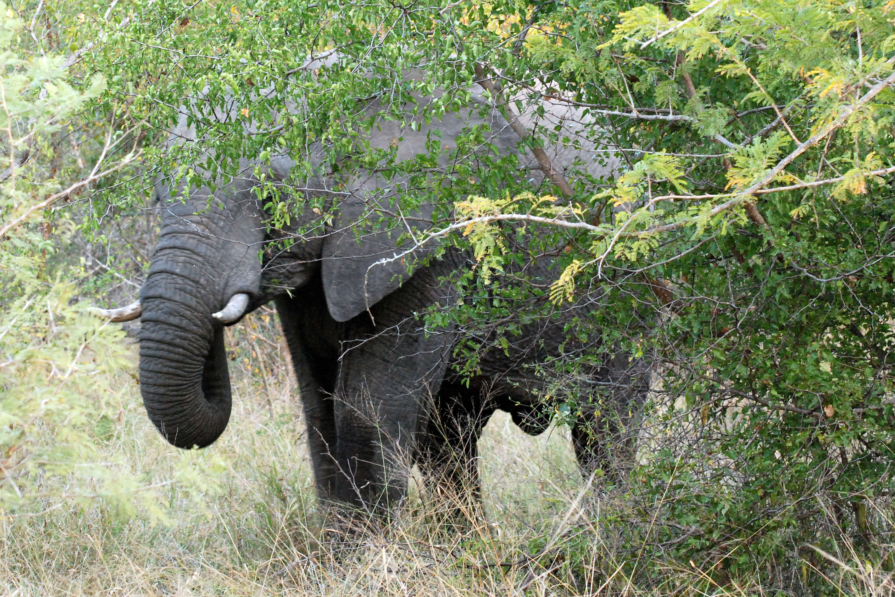 Image of African bush elephant