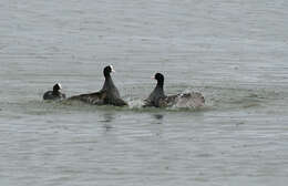 Image of Common Coot