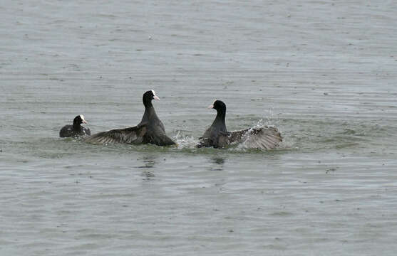 Image of Common Coot