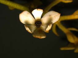 Image of Pleurothyrium golfodulcense W. Burger & N. Zamora