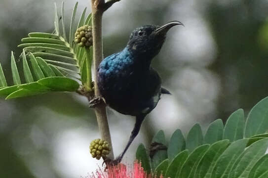 Image of Purple Sunbird