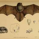Image of Thumbless Bat