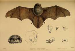 Image of smoky bats and thumbless bats