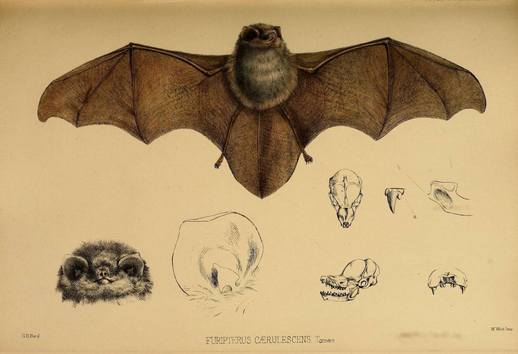 Image of smoky bats and thumbless bats