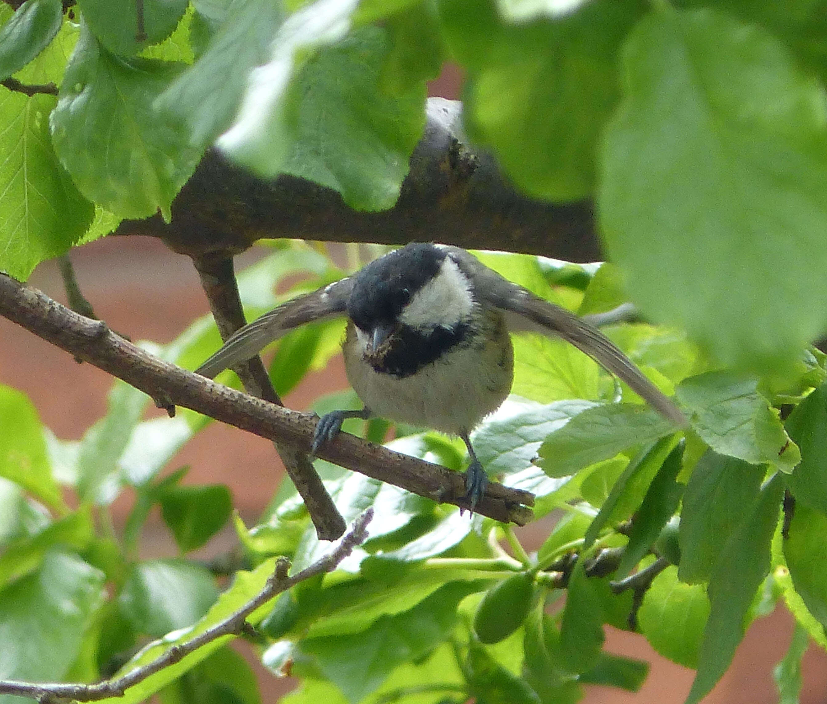 صورة Periparus Sélys-Longchamps 1884