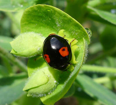 صورة Harmonia axyridis (Pallas 1773)