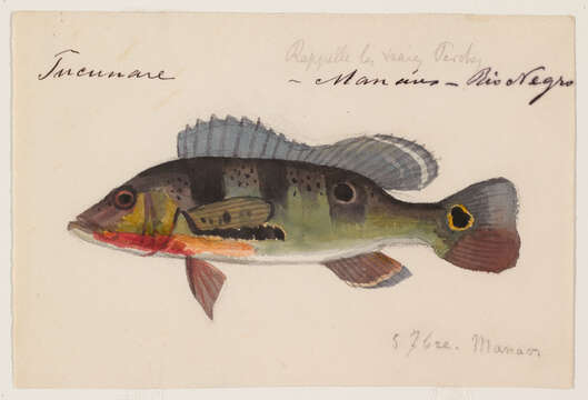 صورة Cichla monoculus Agassiz 1831