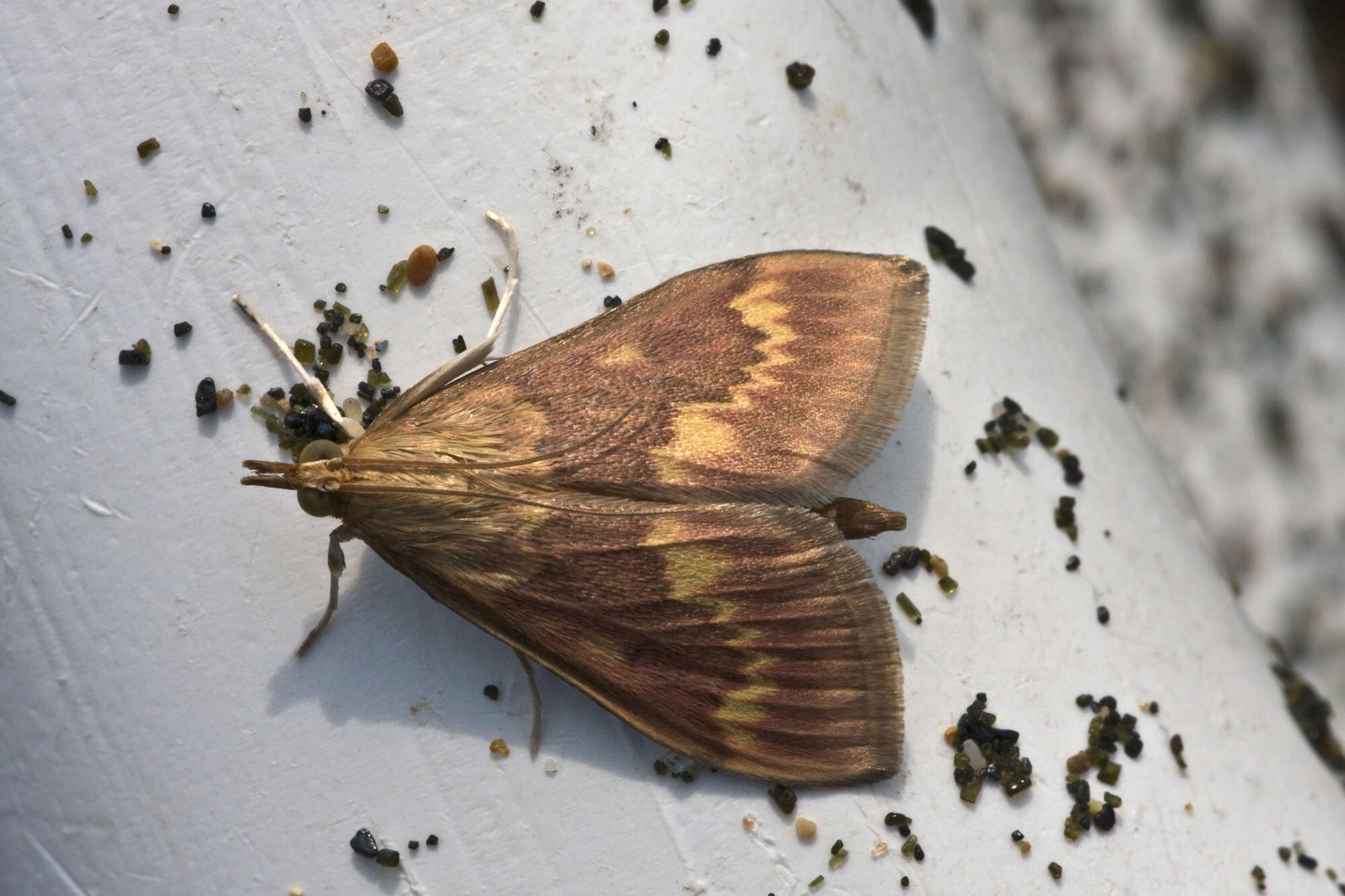 Imagem de Ostrinia nubilalis Hübner