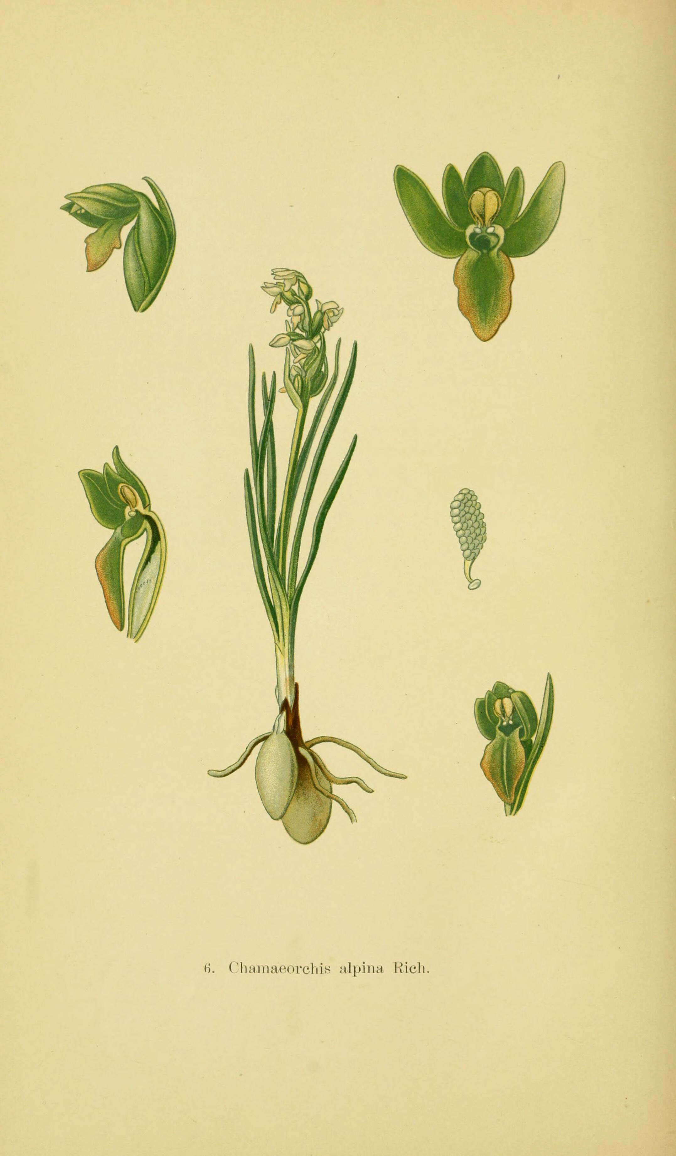 Image of Chamorchis