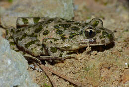 Image of Parsley Frog