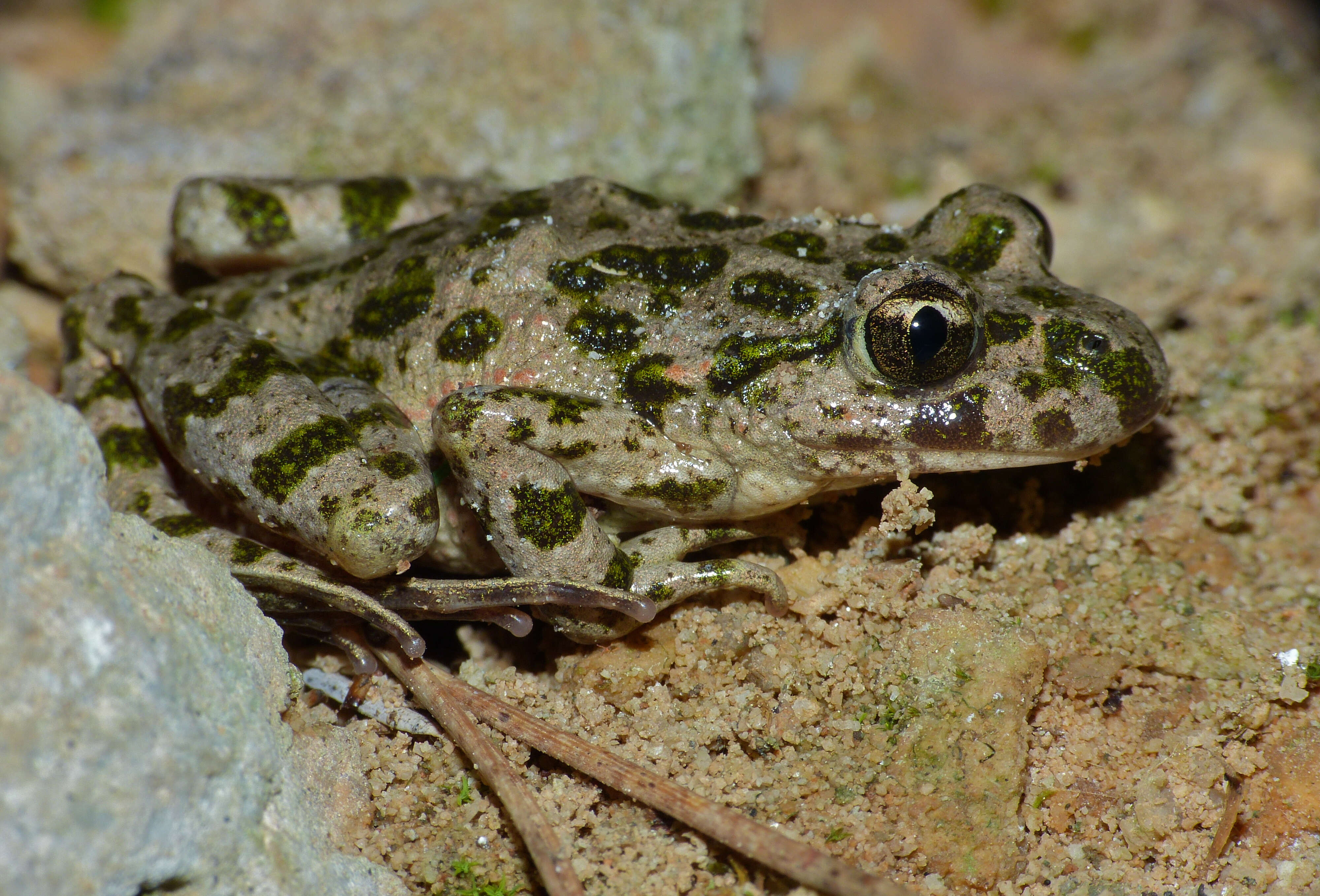 Image of Parsley Frog