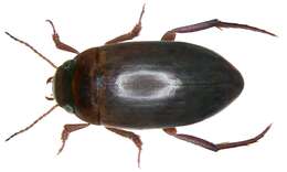 Image of Liopterus