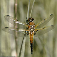 Image of Four-spotted Chaser