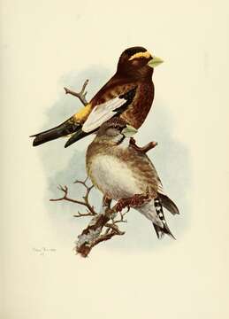 Coccothraustes vespertinus的圖片