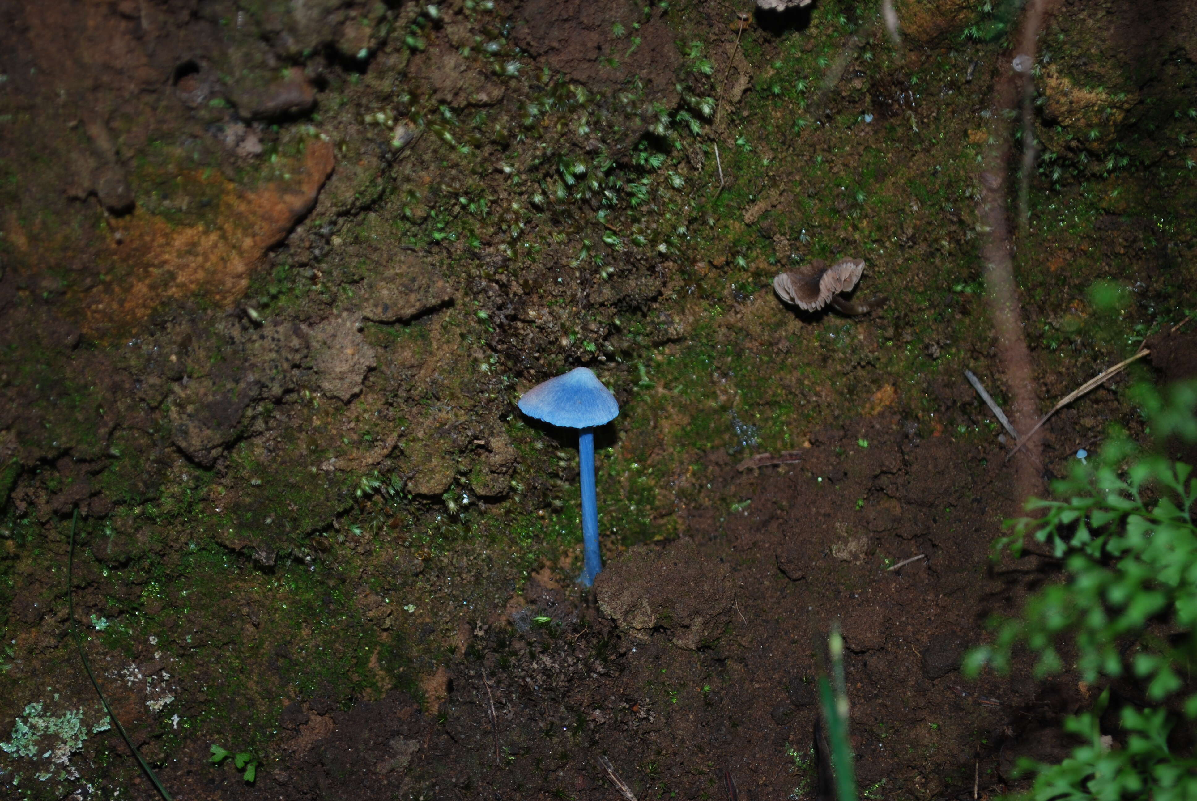 Image of Entoloma virescens (Sacc.) E. Horak ex Courtec. 1986