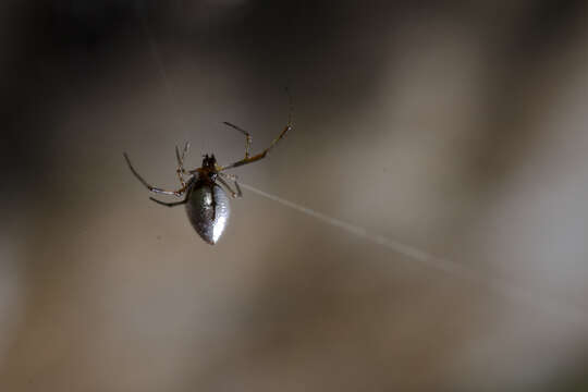 Image of Argyrodes bonadea (Karsch 1881)