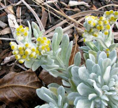 Pseudognaphalium sandwicensium var. molokaiense (Deg. & Sherff) W. L. Wagner resmi