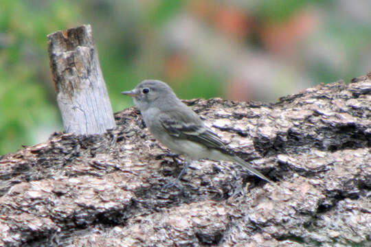 Image of American Dusky Flycatcher