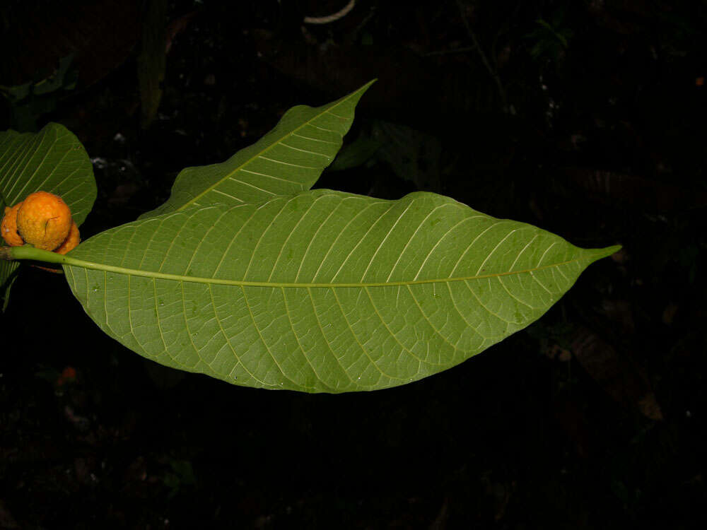 Image of faux bois d'arc