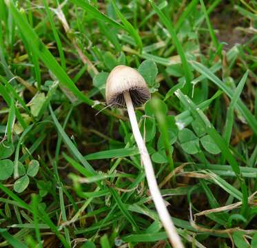 Plancia ëd Psilocybe semilanceata (Fr.) P. Kumm. 1871