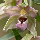 Epipactis reinekei M. Bayer resmi