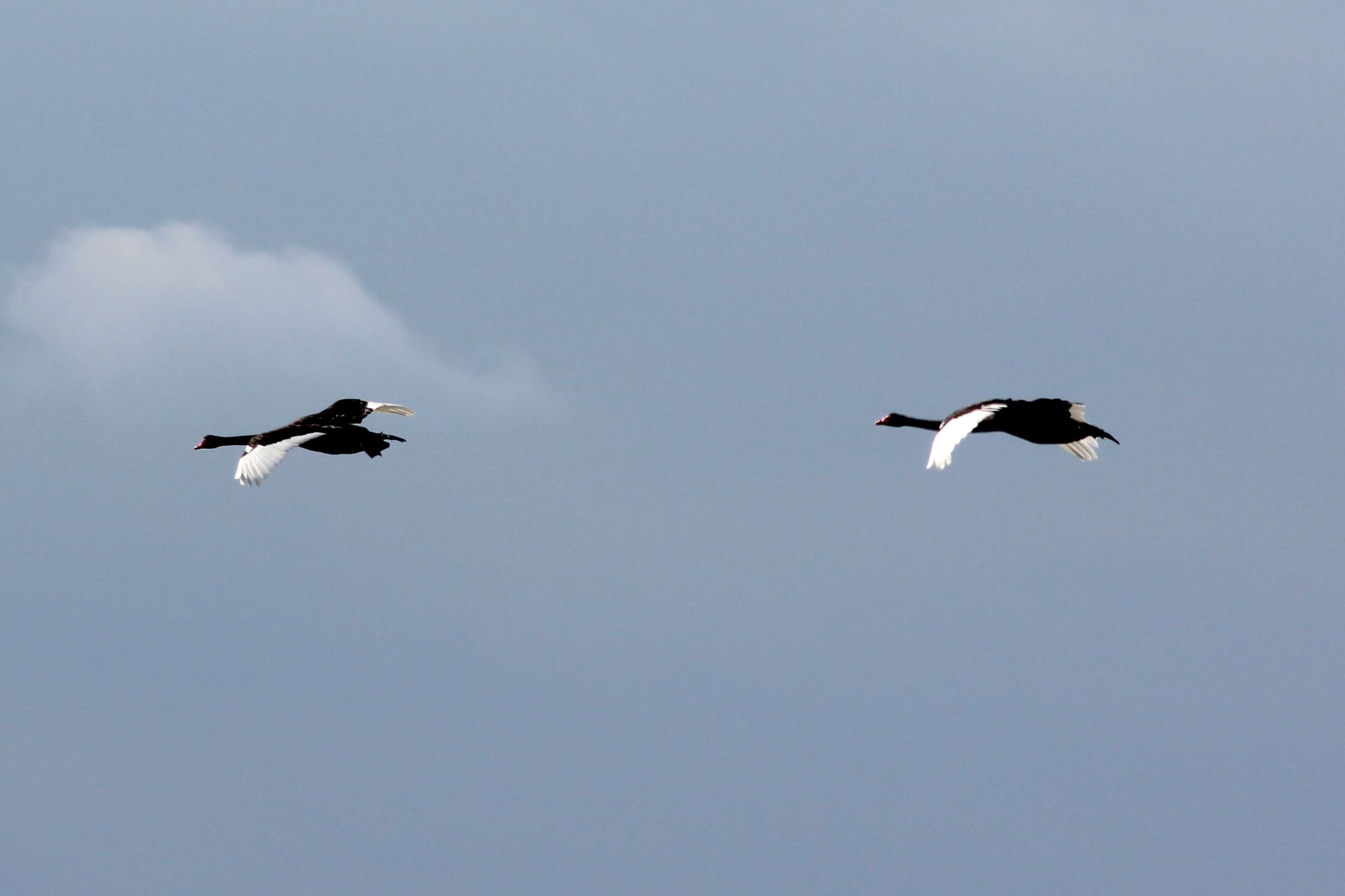 Image of Black Swan