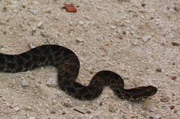 Image of pigmy rattlesnake