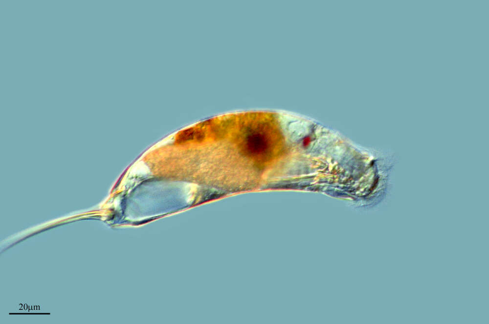 Image de Trichocercidae
