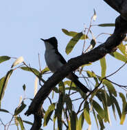 Image of Restless Flycatcher