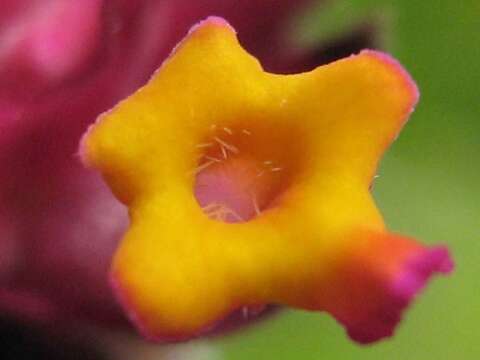 Image de Lippia macrophylla Cham.