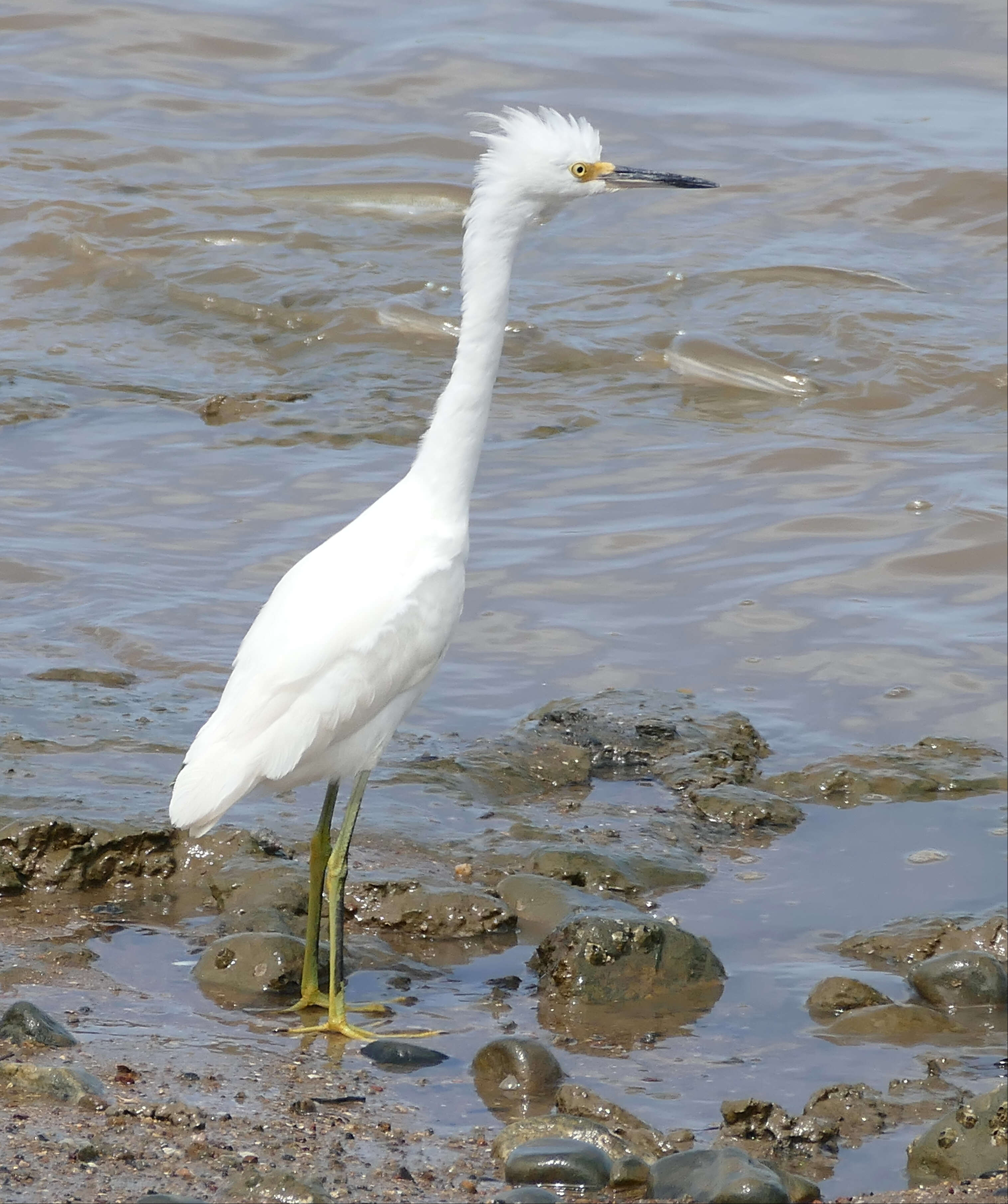 Image of Egretta Forster & T 1817