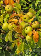 Image of apple