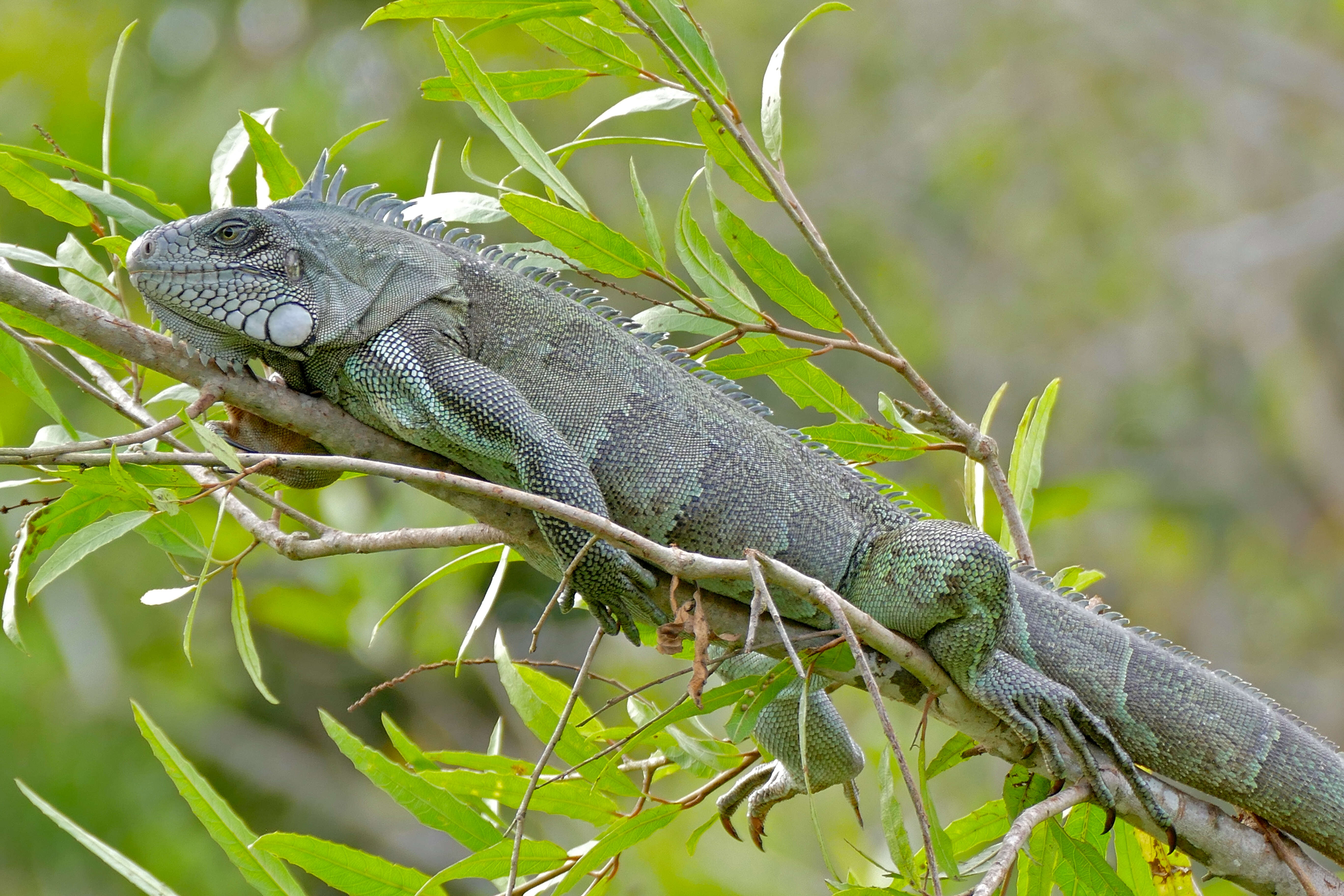 Image of Green Iguana