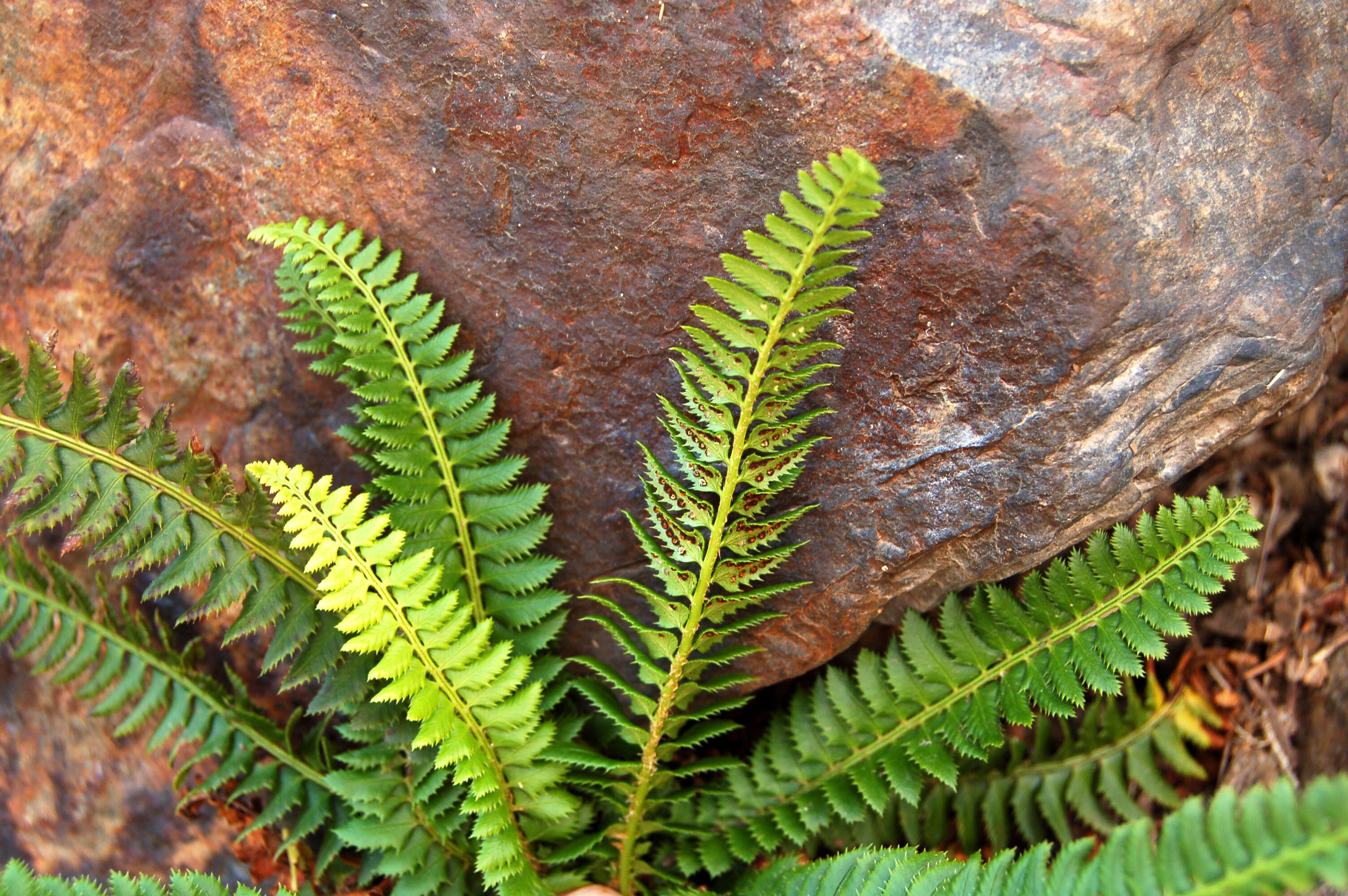 Image of holly fern