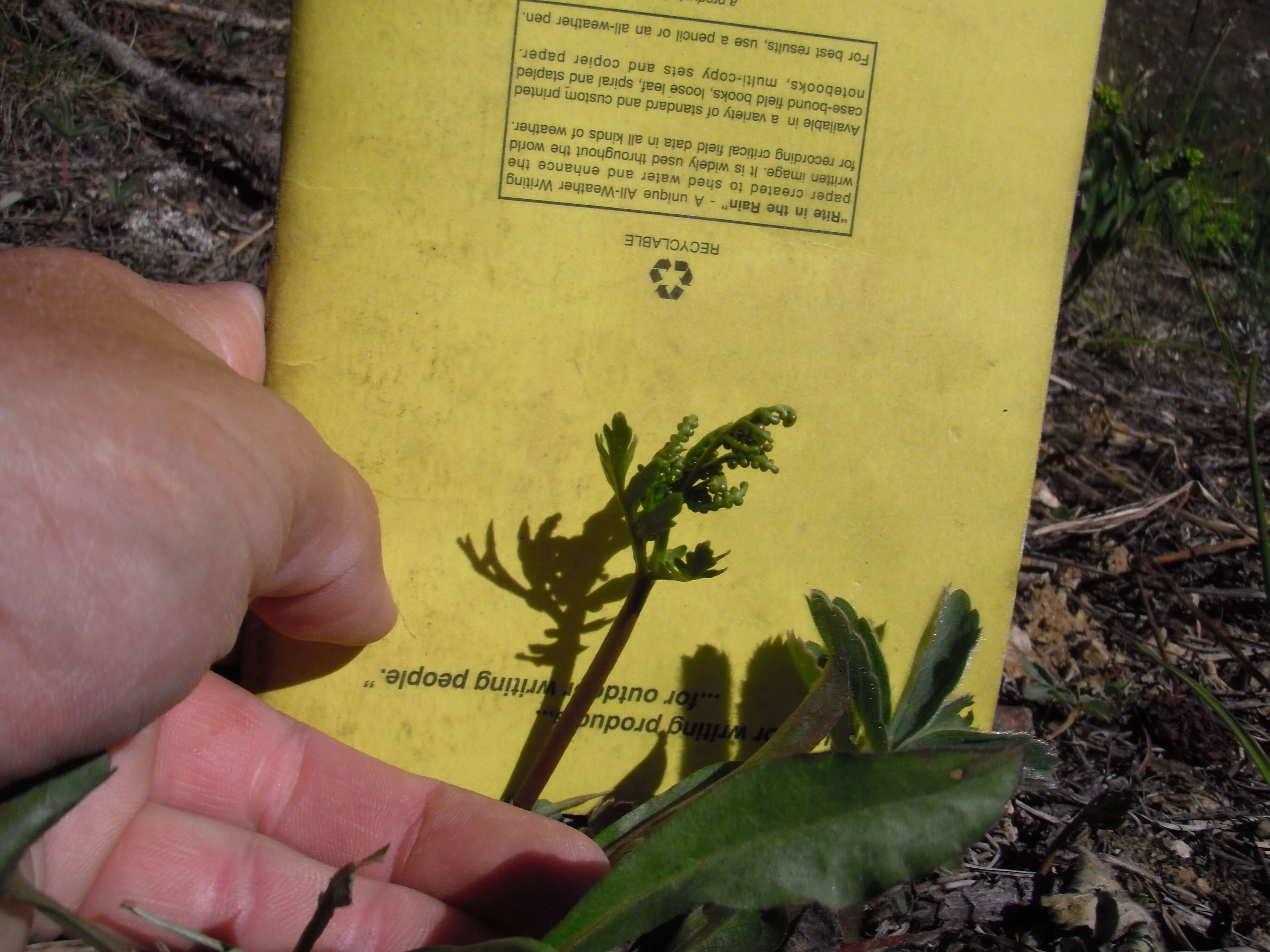 Image of lanceleaf grapefern