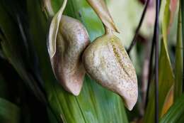 Image of Stanhopea orchid