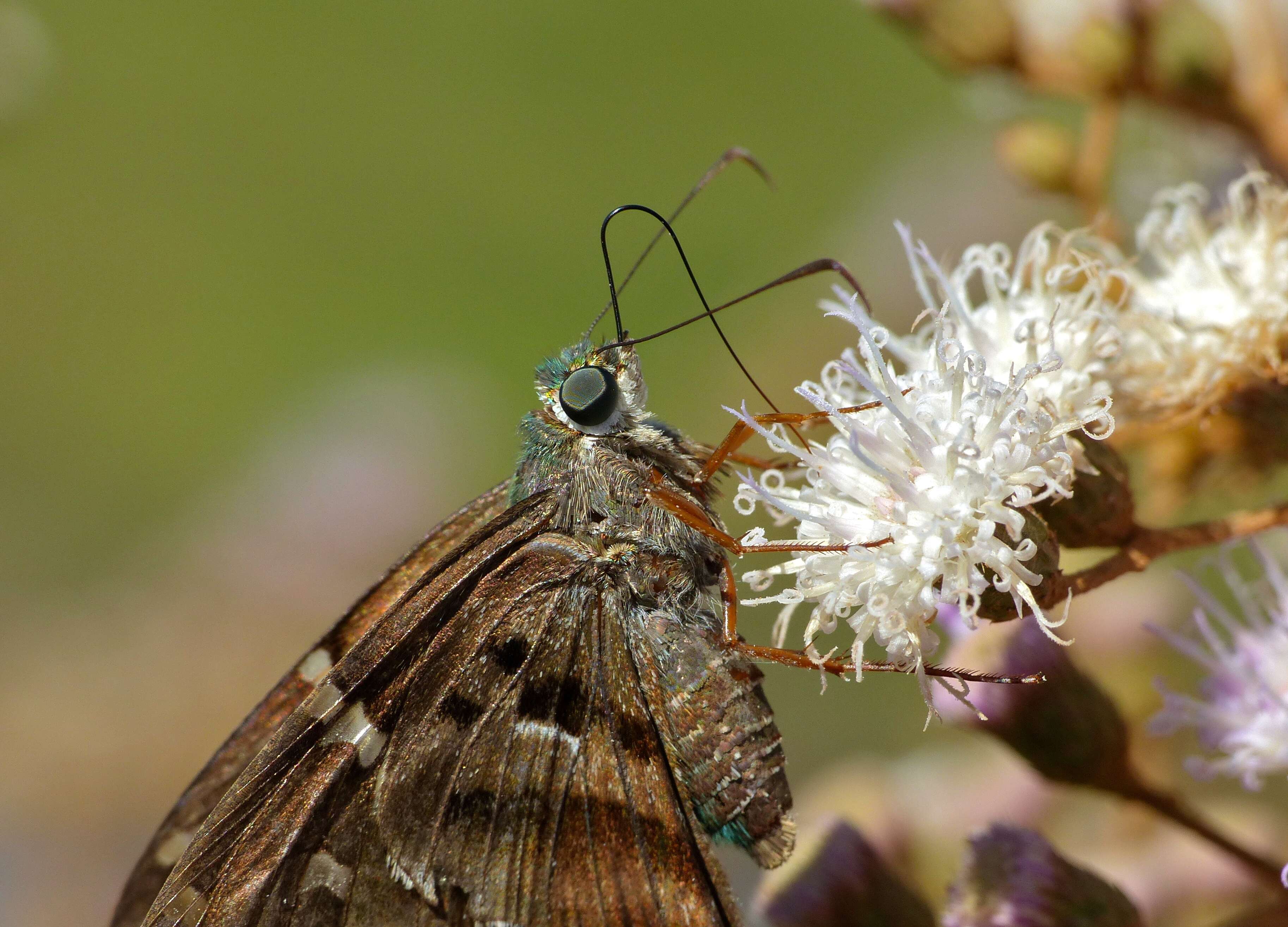 Image of Long-tailed Skipper