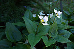 Image of Pseudotrillium