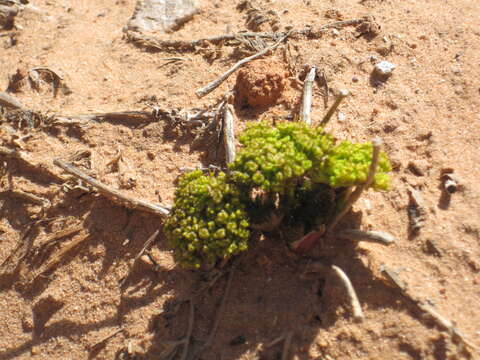 Lomatium latilobum (Rydb.) Mathias resmi