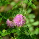 Mimosa quadrivalvis var. nuttallii (DC.) Barneby的圖片