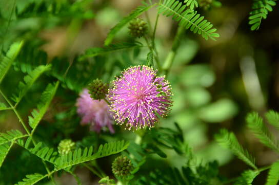 Image of Mimosa quadrivalvis var. nuttallii (DC.) Barneby