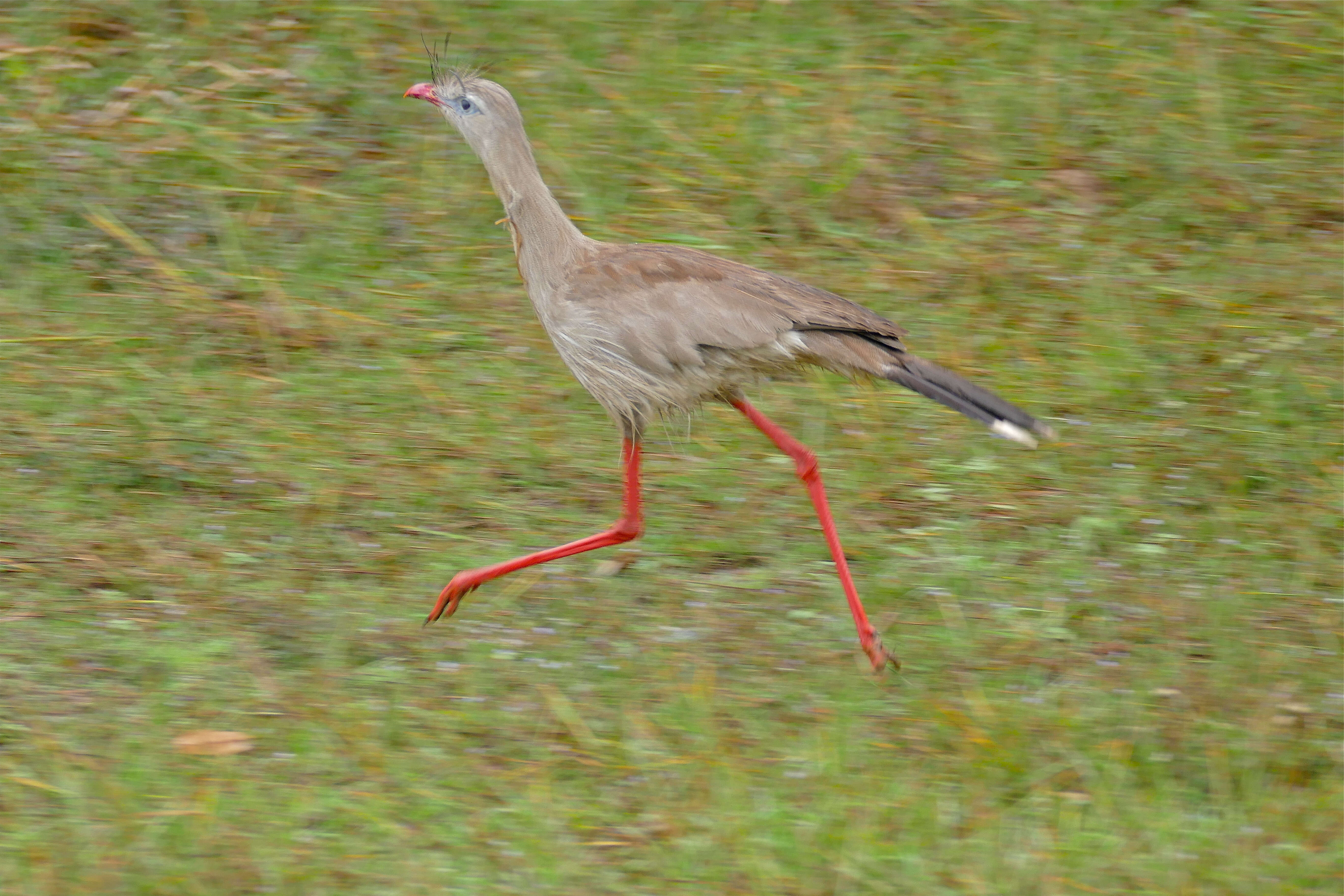 Image of Cariamiformes