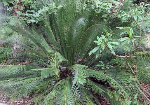 Image of Macrozamia moorei F. Muell.