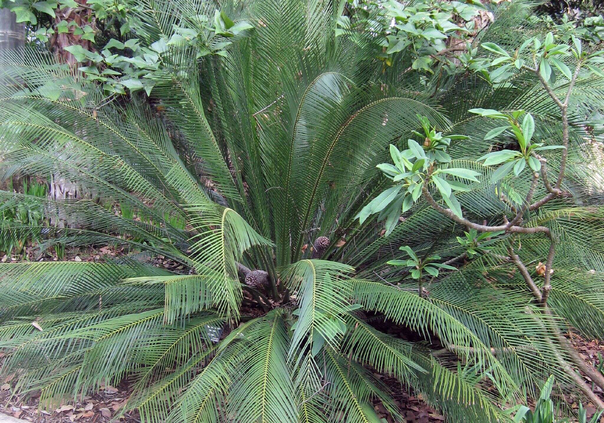 Image of Zamia ferns