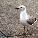 Слика од <i>Larus hartlaubii</i>